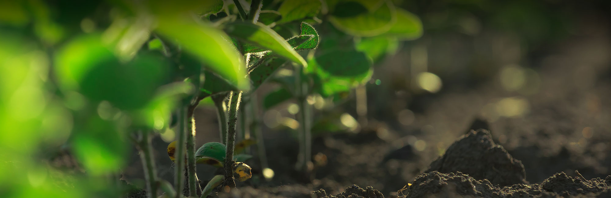 Coke Farm - Central Coast Organic Food Hub