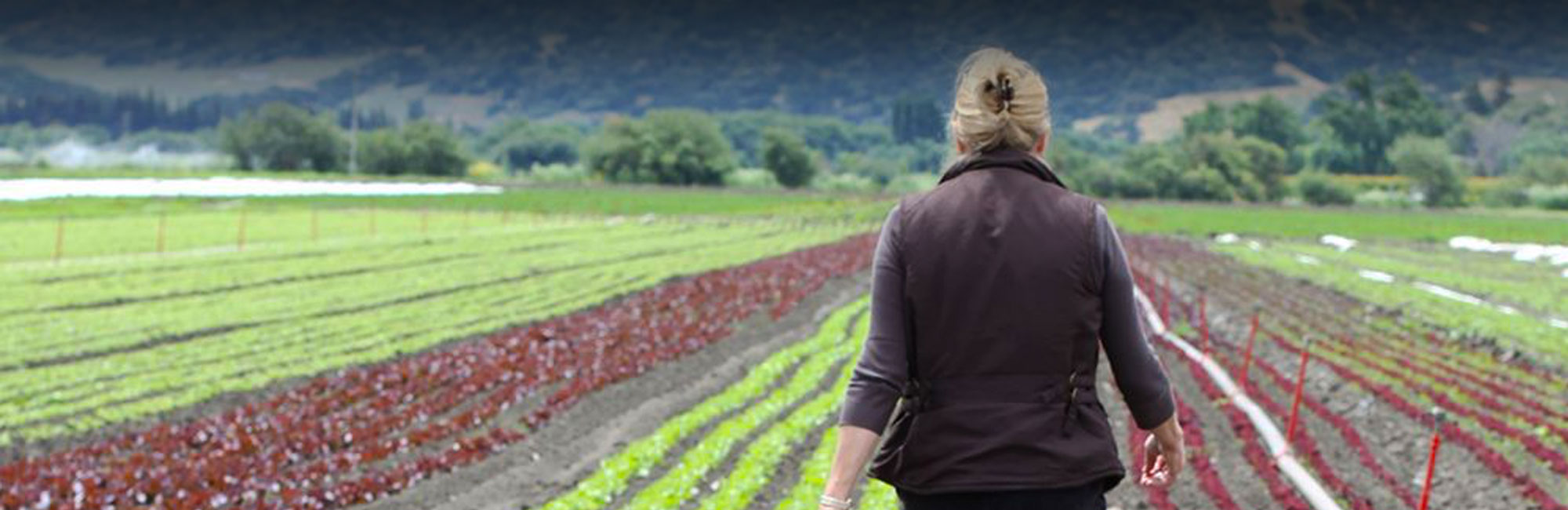 Coke Farm - Central Coast Organic Food Hub