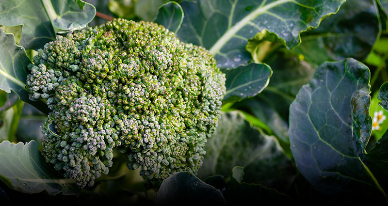 Organic Broccoli - Coke Farm