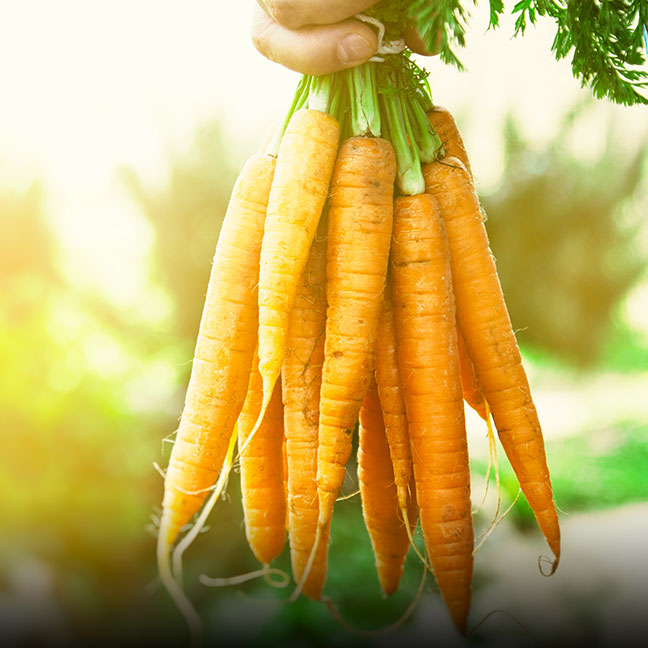 Organic Carrots- Coke Farm