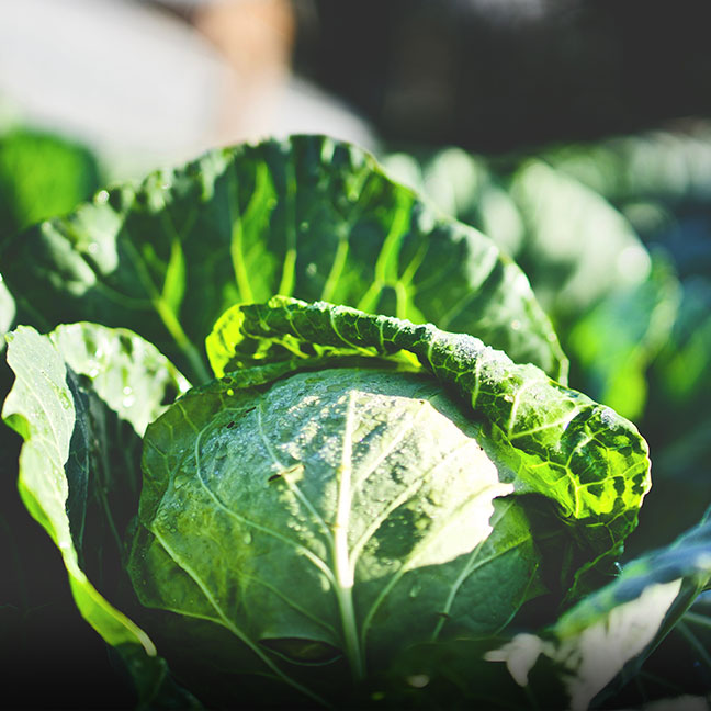 Organic Cabbage - Coke Farm